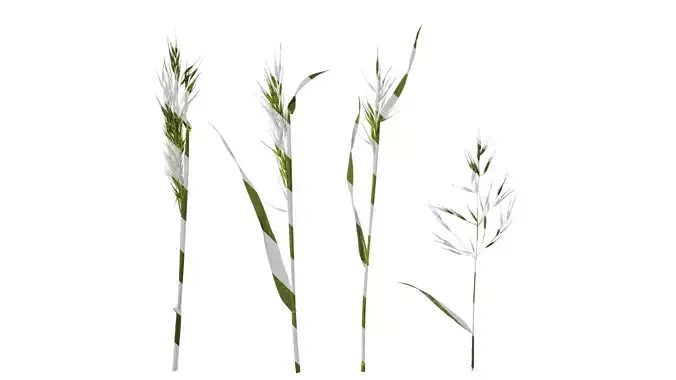 Anydrafts Avena sativa Atlas 01