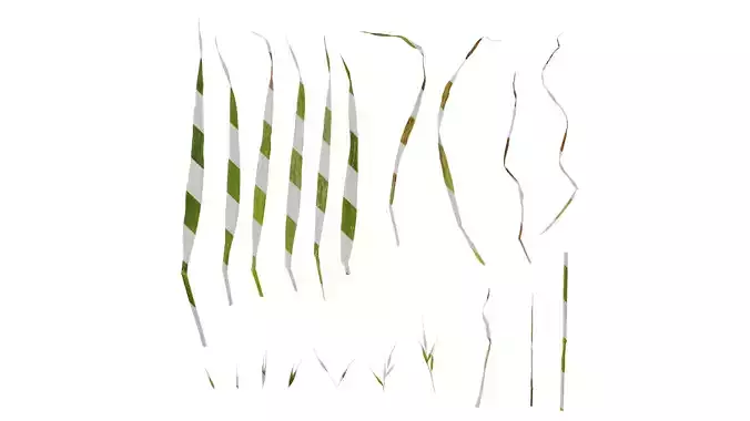 Anydrafts Avena sativa Atlas 02