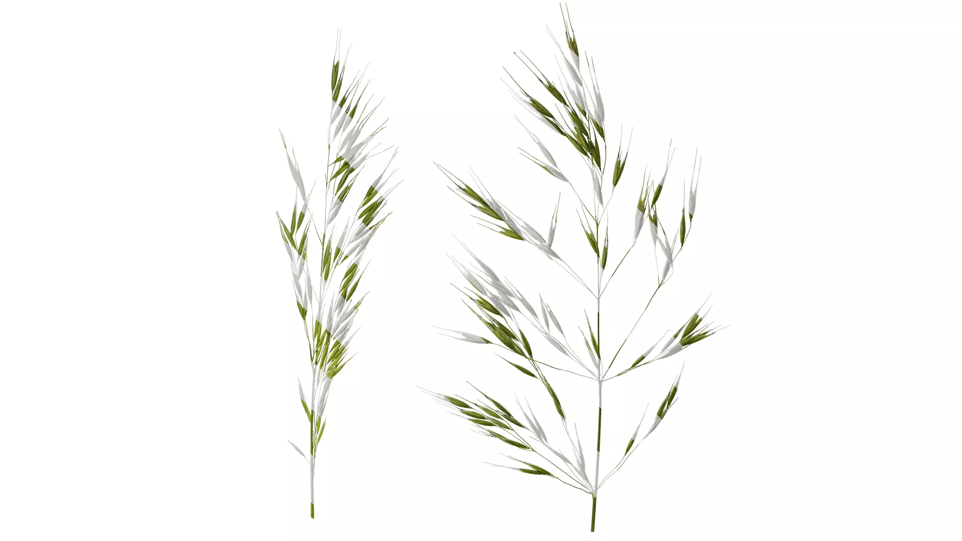 Anydrafts Avena sativa Fruit 01 Texture