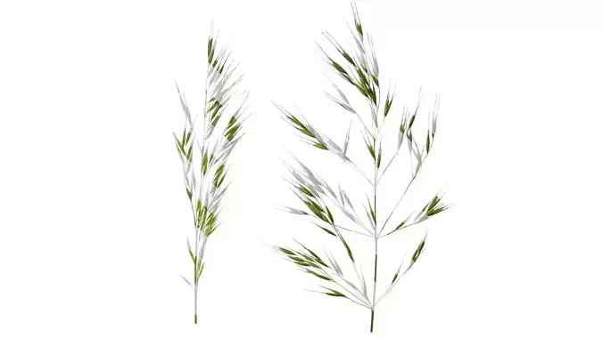 Anydrafts Avena sativa Fruit 01