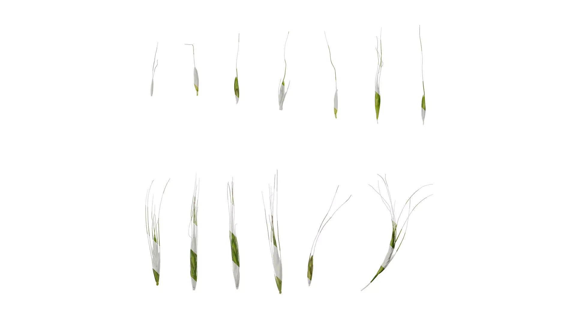 Anydrafts Avena sativa Fruit 02 Texture_0