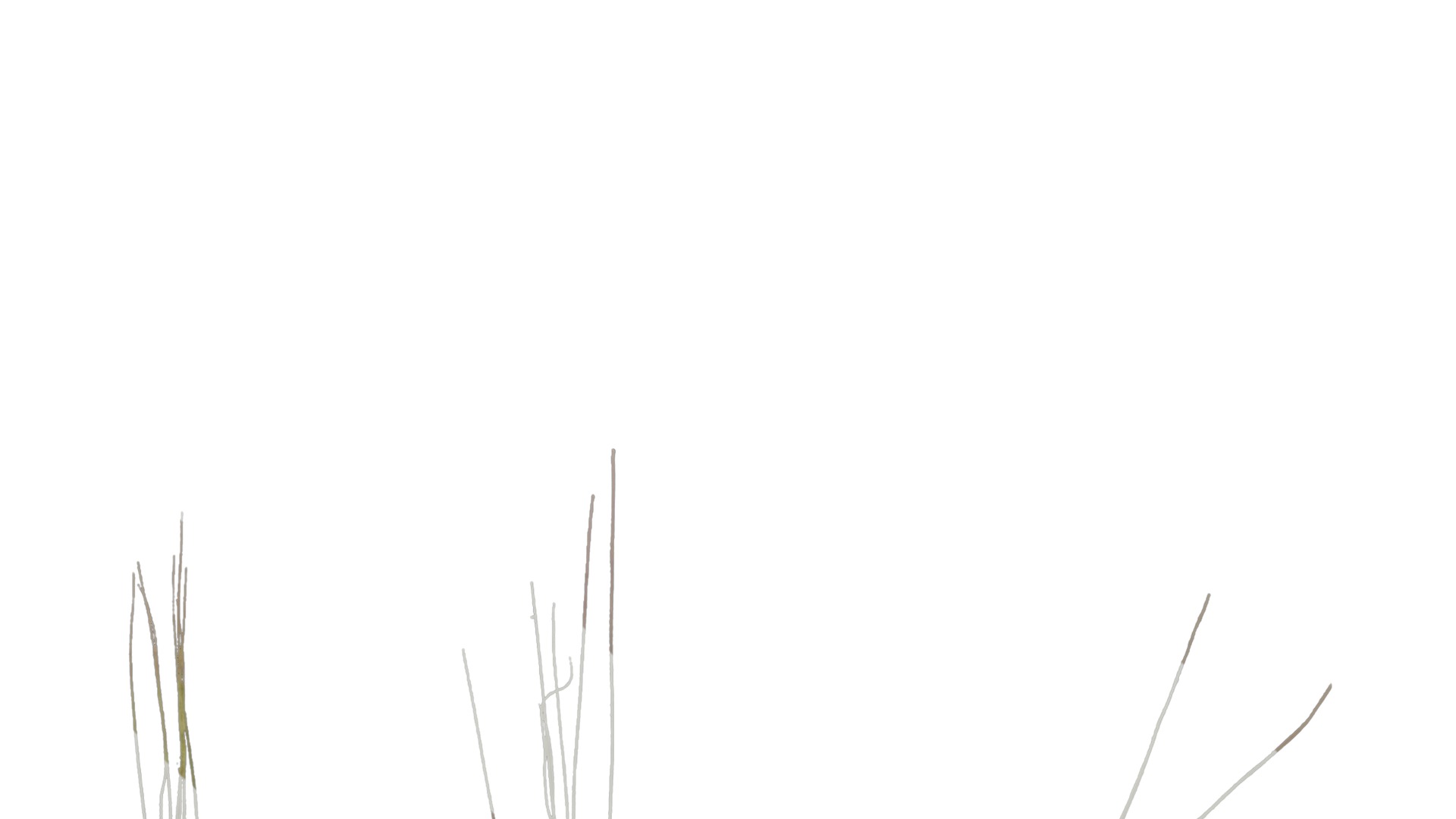 Anydrafts Avena sativa Fruit 02 Texture_7