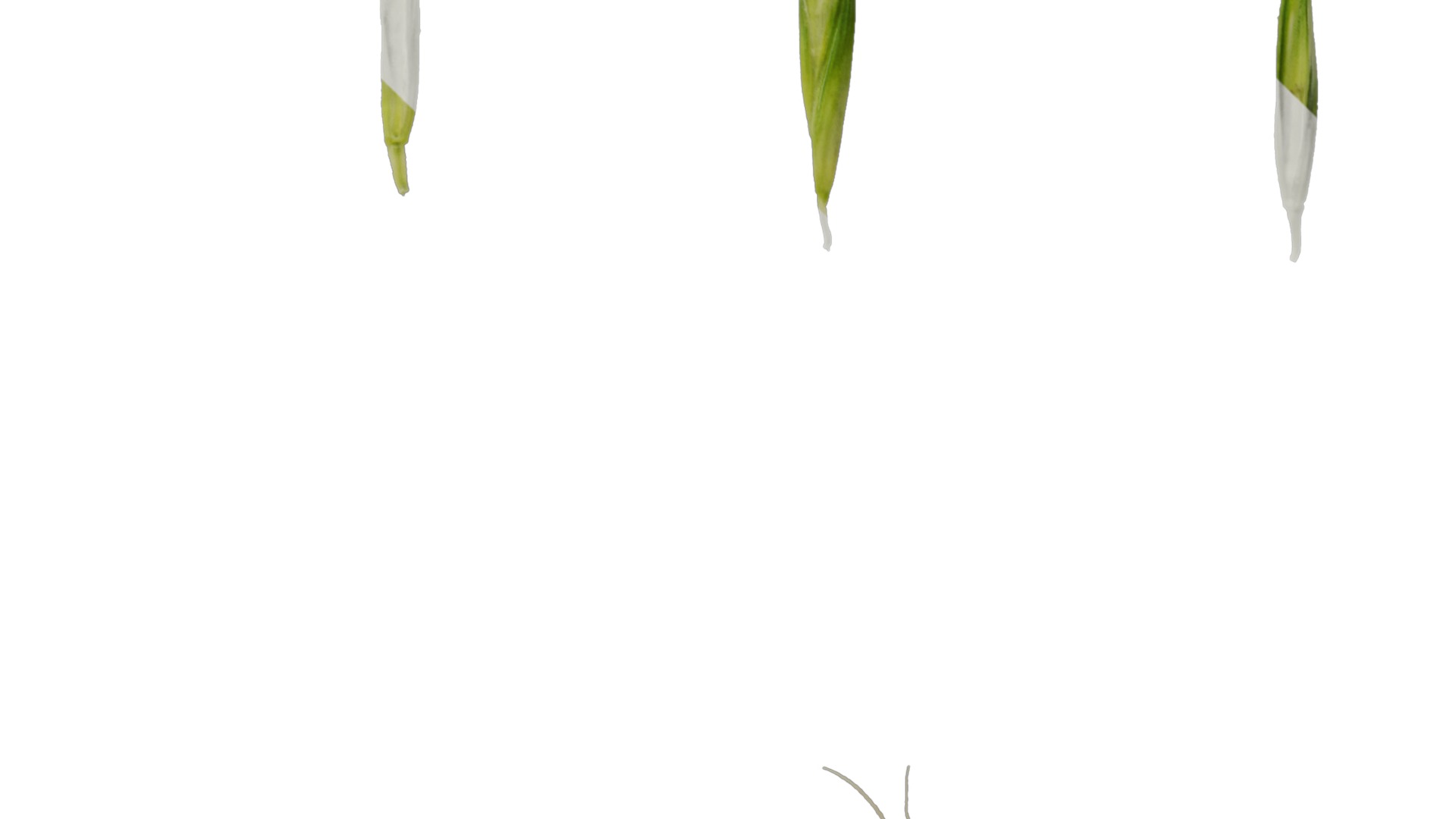 Anydrafts Avena sativa Fruit 02 Texture_4