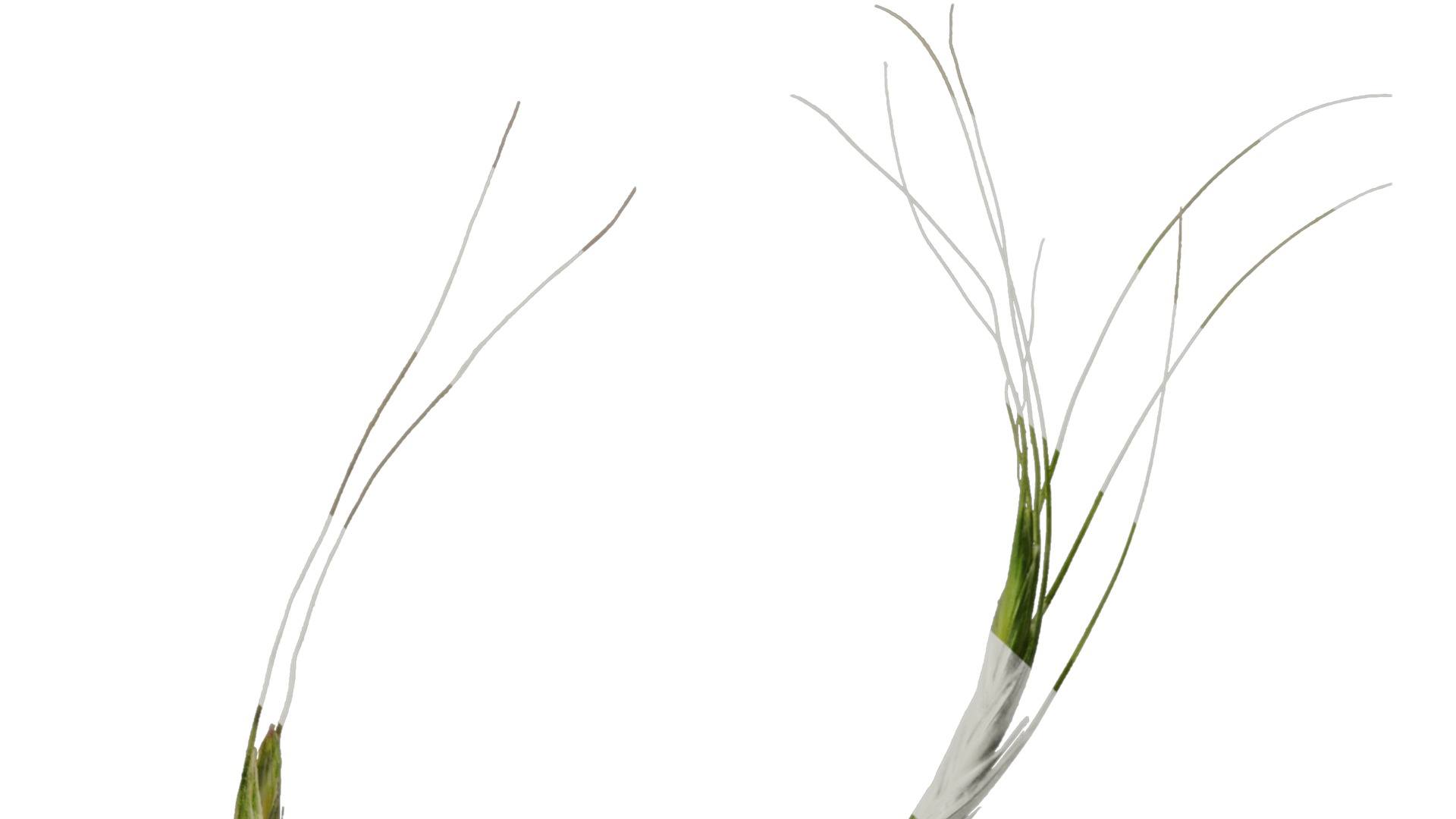 Anydrafts Avena sativa Fruit 02 Texture_6