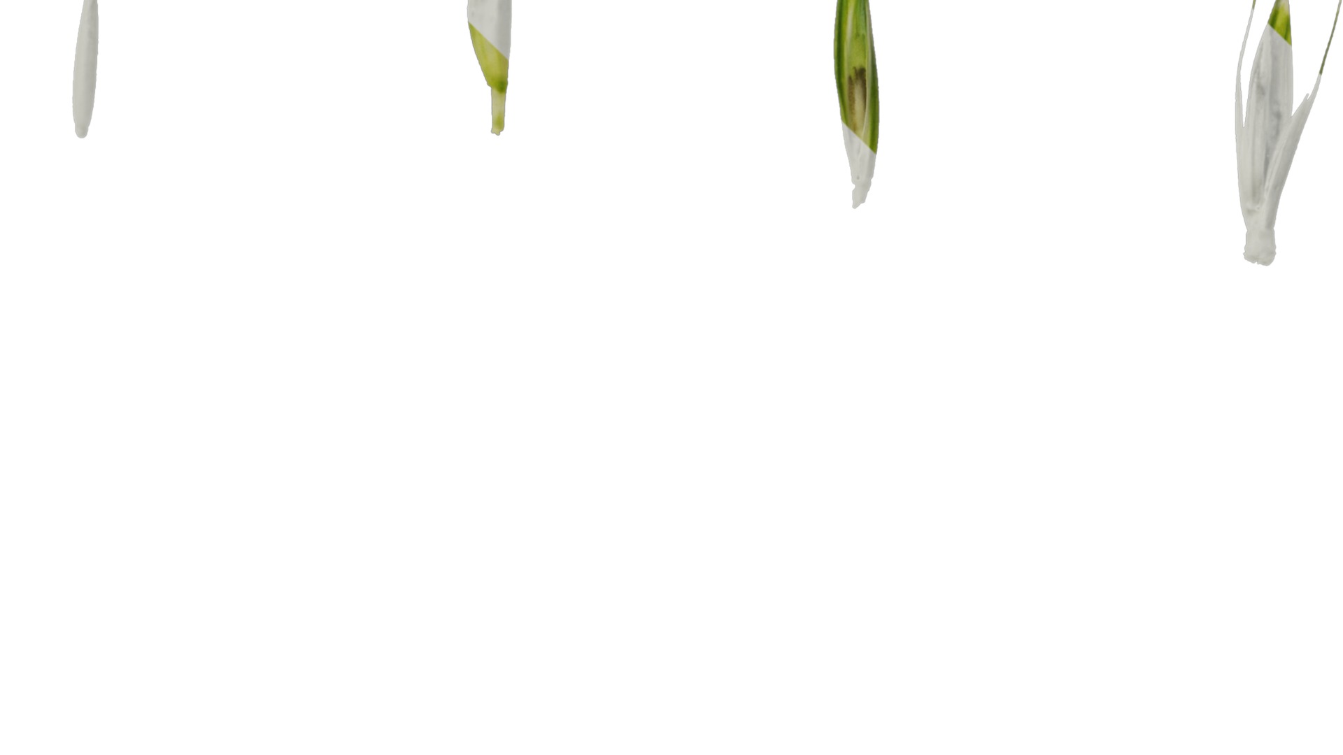 Anydrafts Avena sativa Fruit 02 Texture_3