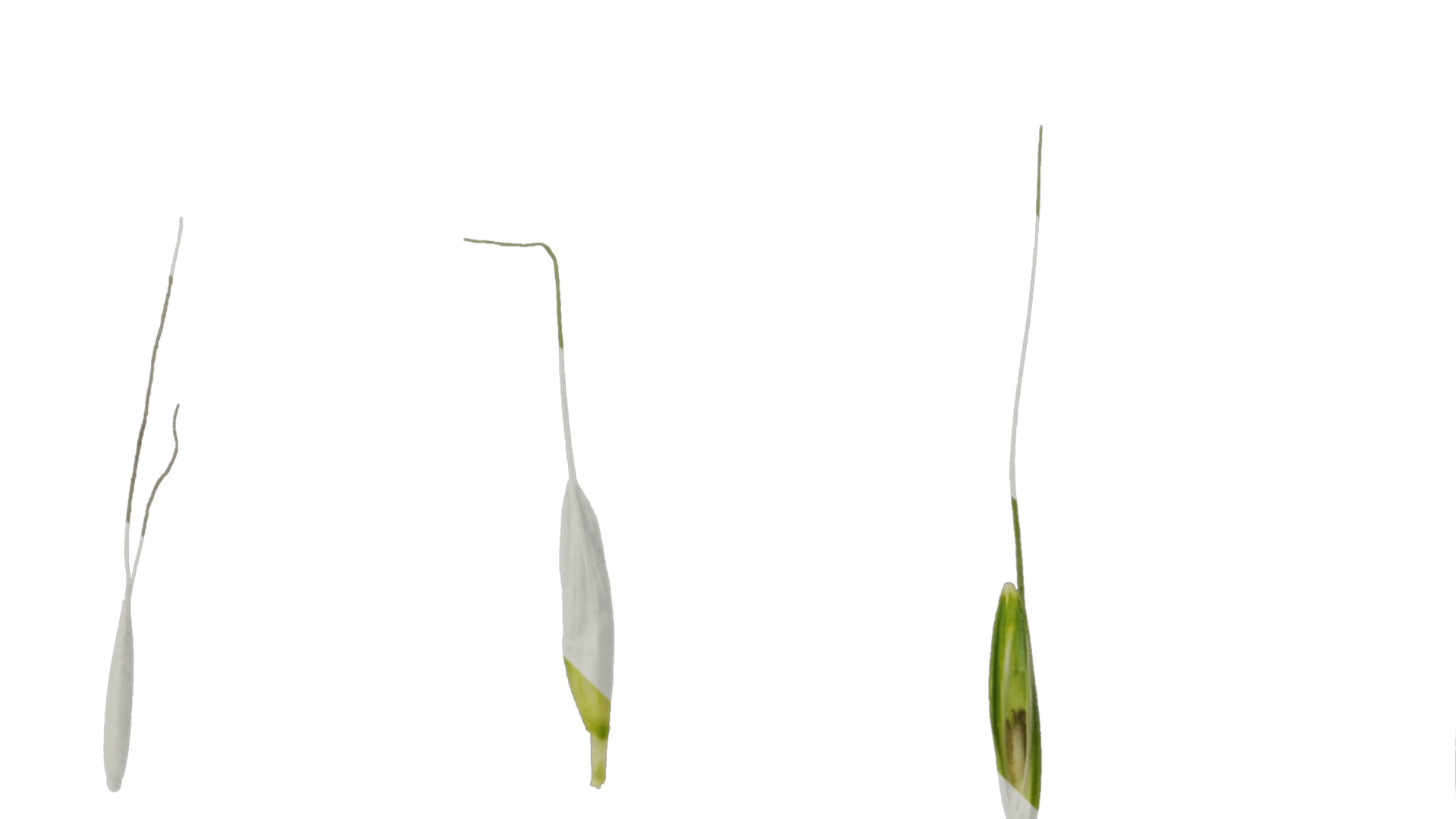 Anydrafts Avena sativa Fruit 02 Texture_1