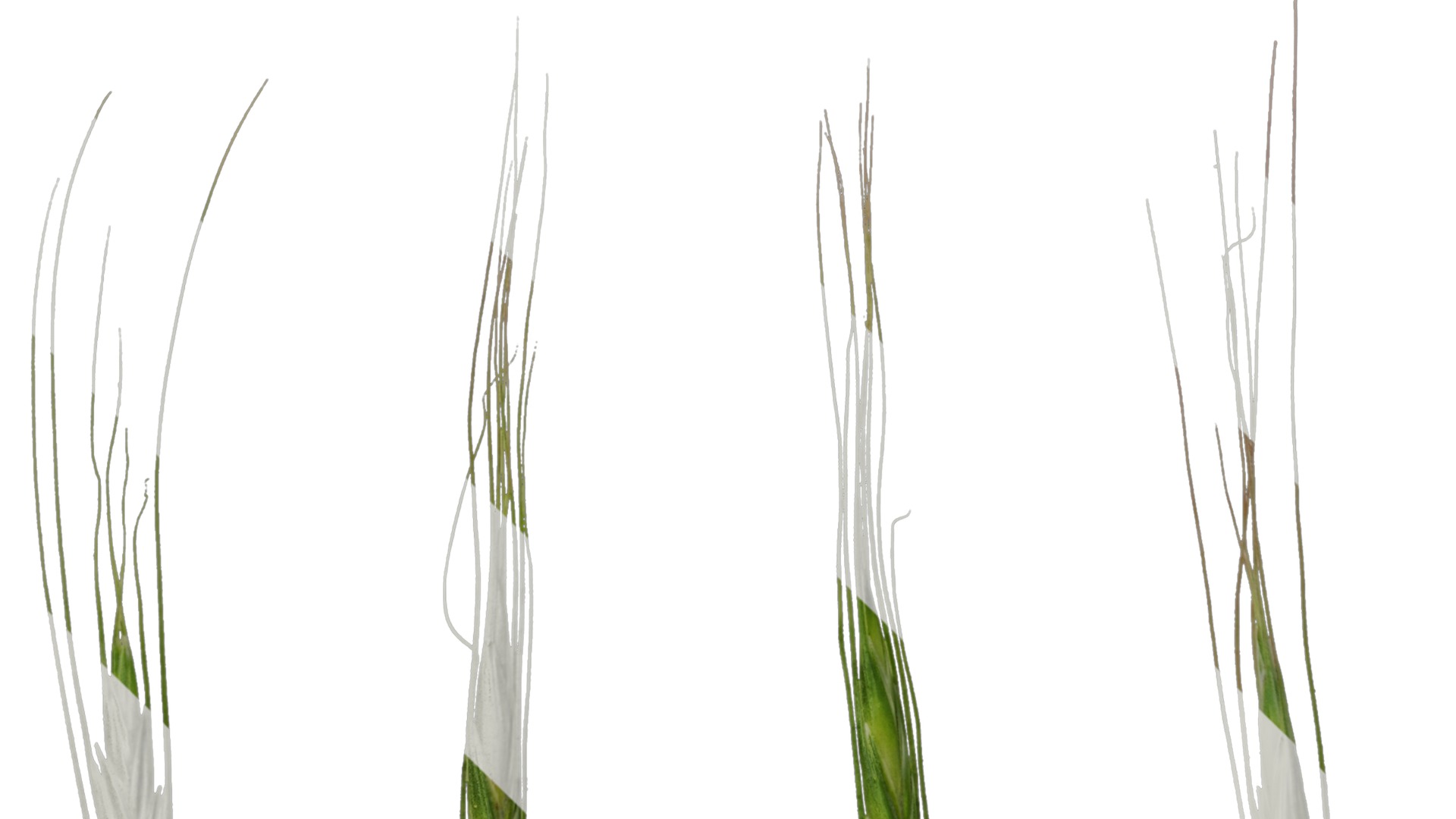 Anydrafts Avena sativa Fruit 02 Texture_5