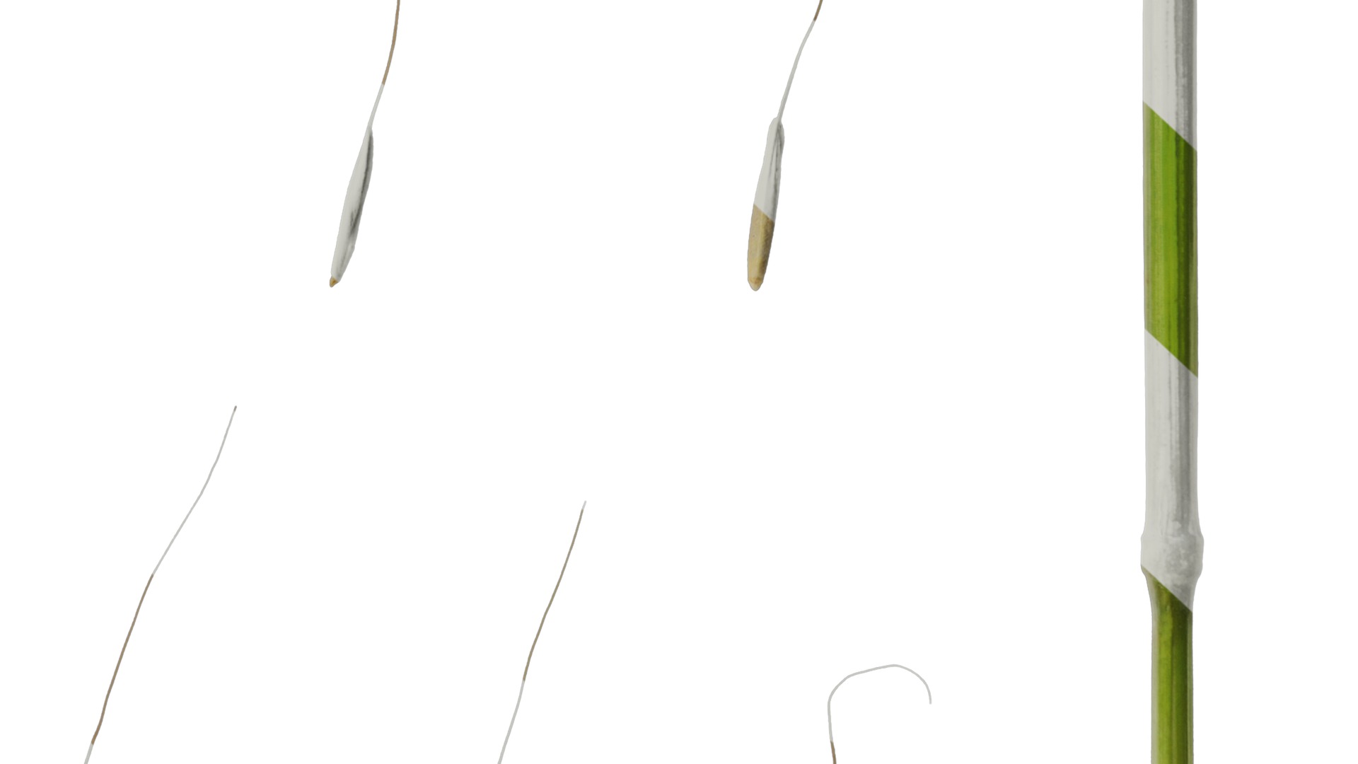 Anydrafts Avena sativa Fruit 04 Texture_6