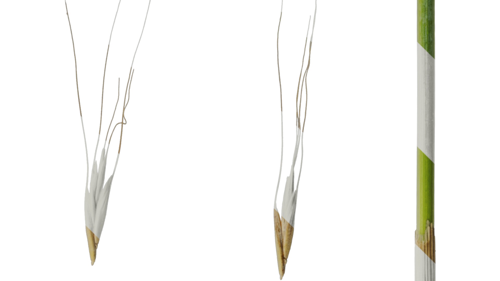 Anydrafts Avena sativa Fruit 04 Texture_2