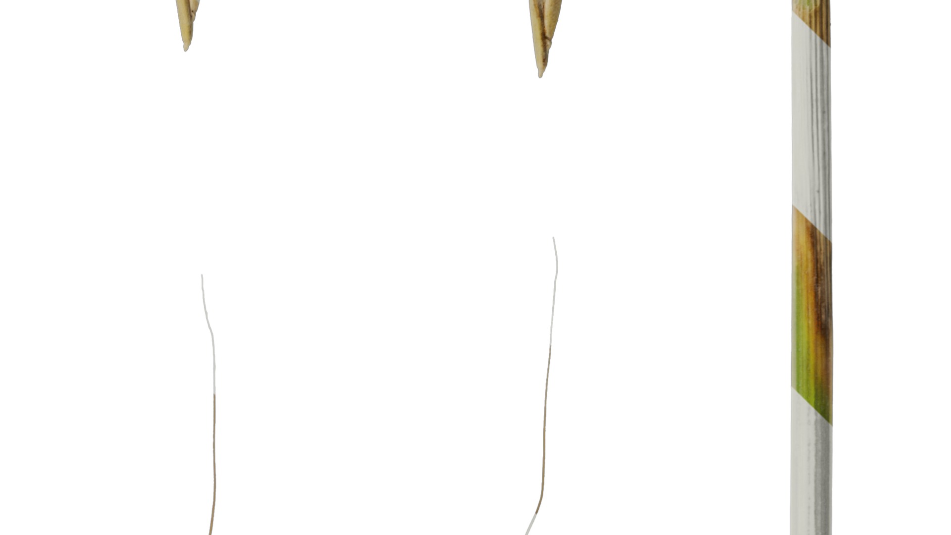 Anydrafts Avena sativa Fruit 04 Texture_4