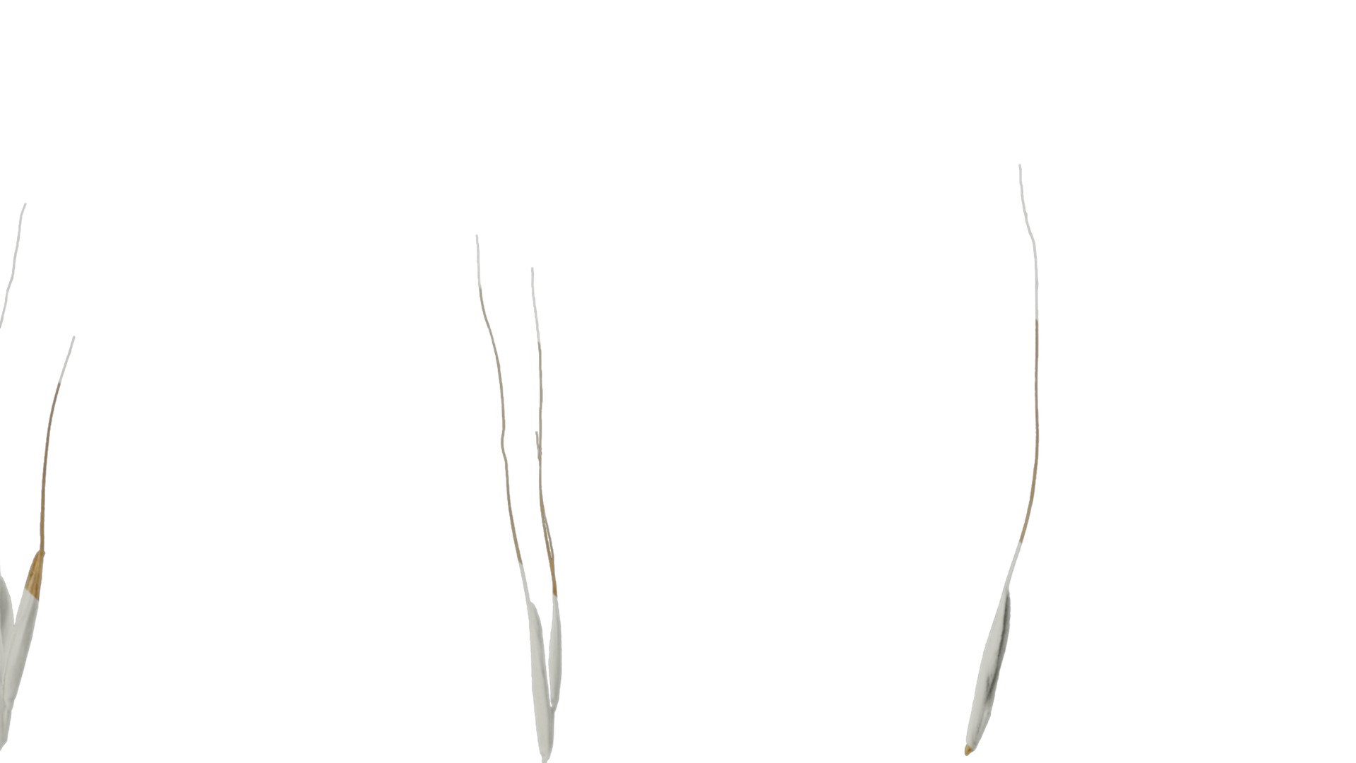 Anydrafts Avena sativa Fruit 04 Texture_7