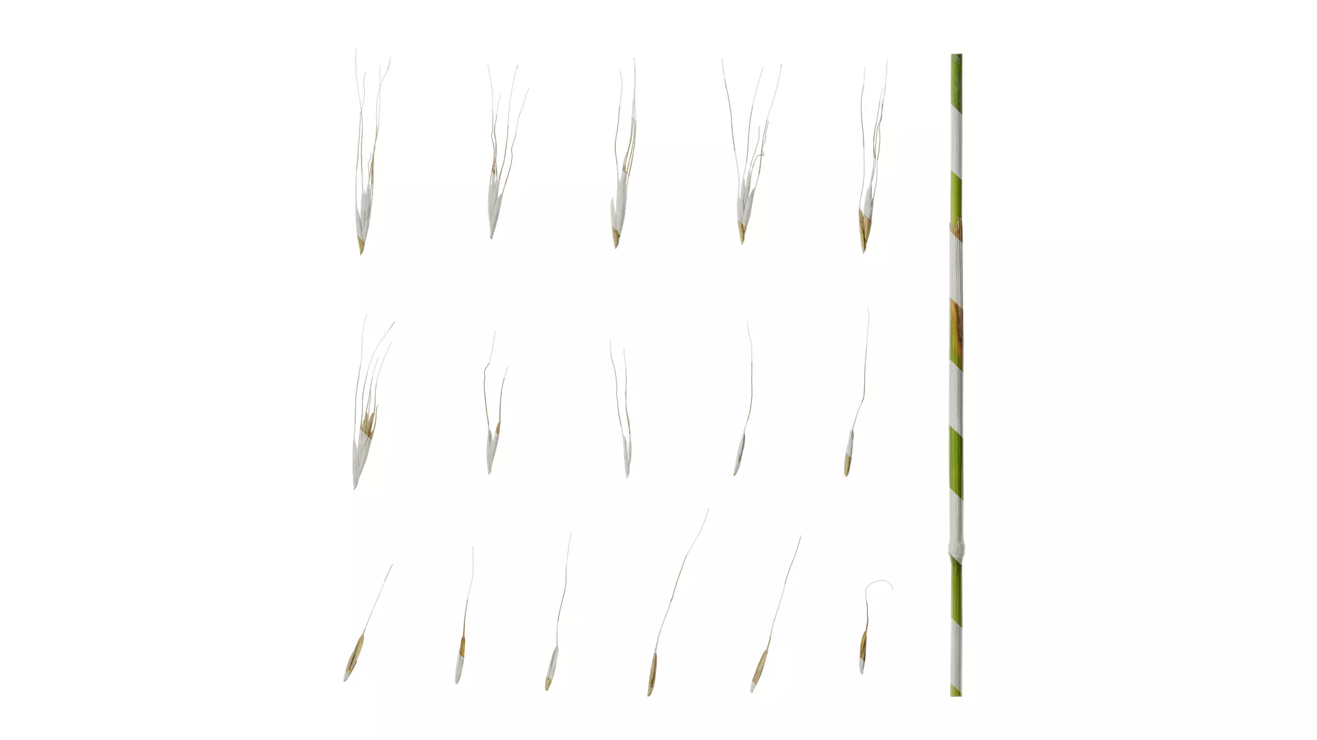 Anydrafts Avena sativa Fruit 04 Texture_0