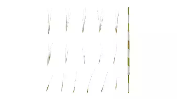 Anydrafts Avena sativa Fruit 04