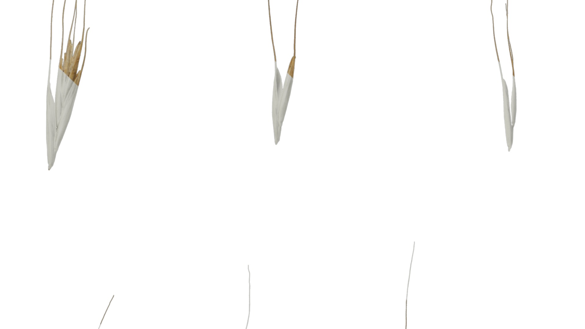 Anydrafts Avena sativa Fruit 04 Texture_5