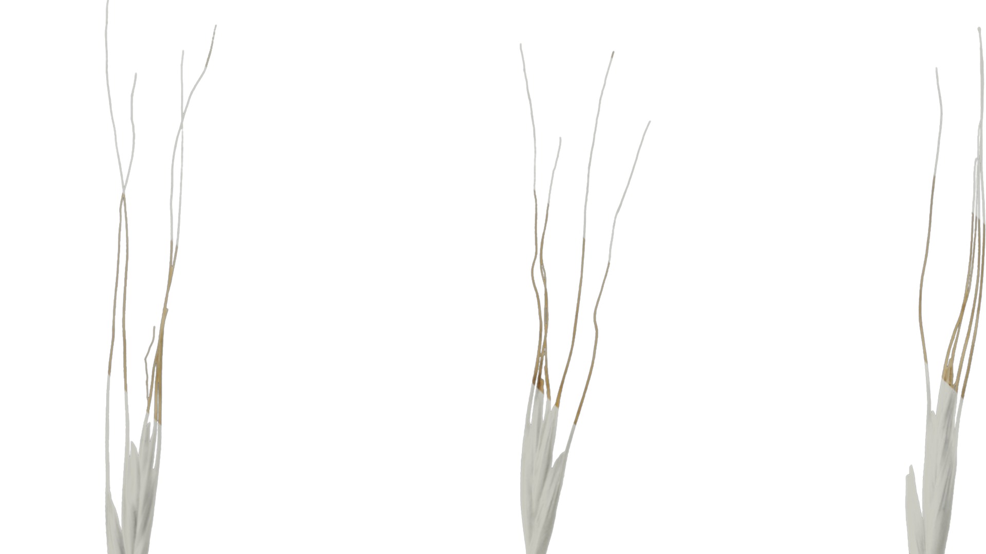 Anydrafts Avena sativa Fruit 04 Texture_1