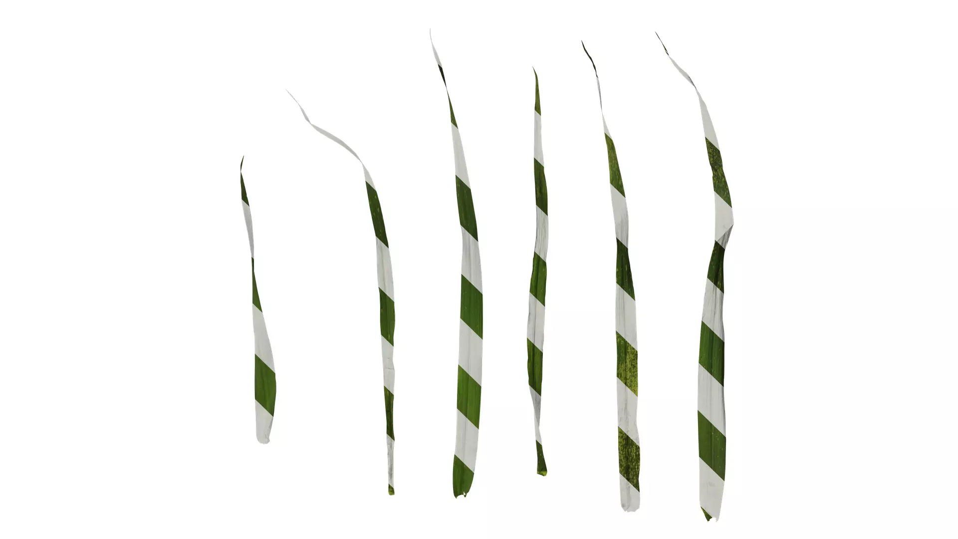 Anydrafts Avena sativa Leaf 01 Texture