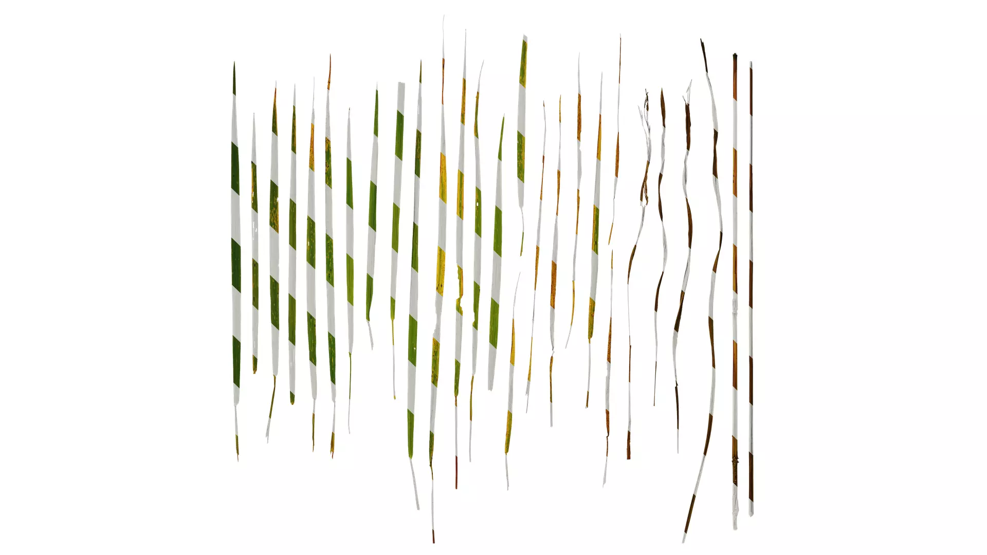 Anydrafts Avena sativa Leaf 02 Texture