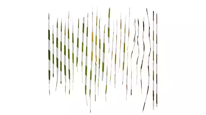 Anydrafts Avena sativa Leaf 02