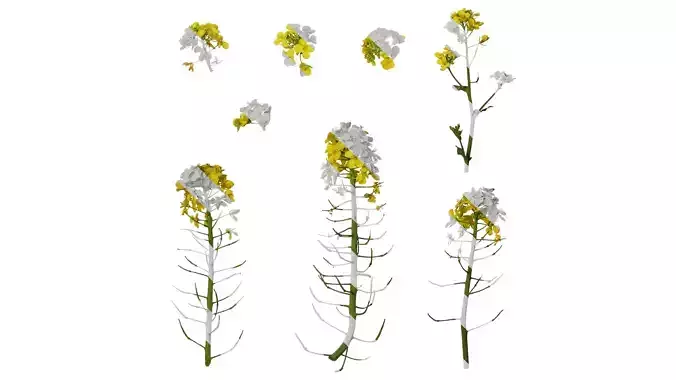 Anydrafts Brassica napus Atlas 03