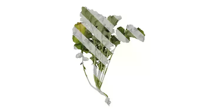 Anydrafts Brassica napus Atlas 04