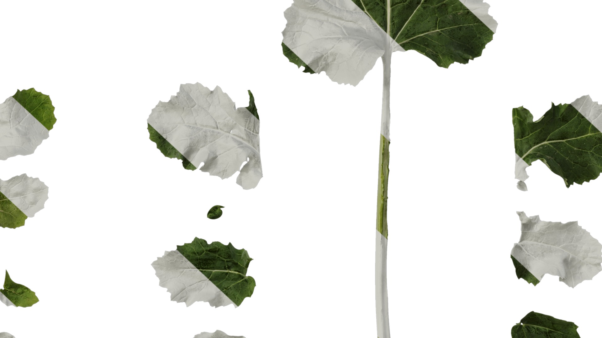 Anydrafts Brassica napus Atlas 05 Texture_6