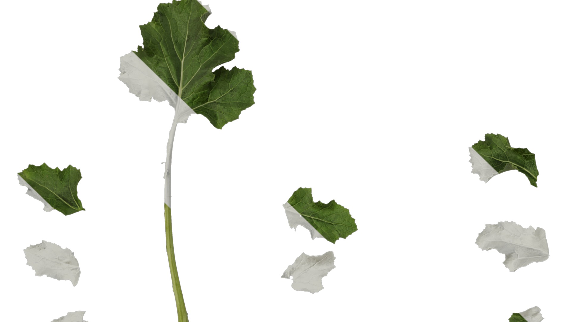 Anydrafts Brassica napus Atlas 05 Texture_1