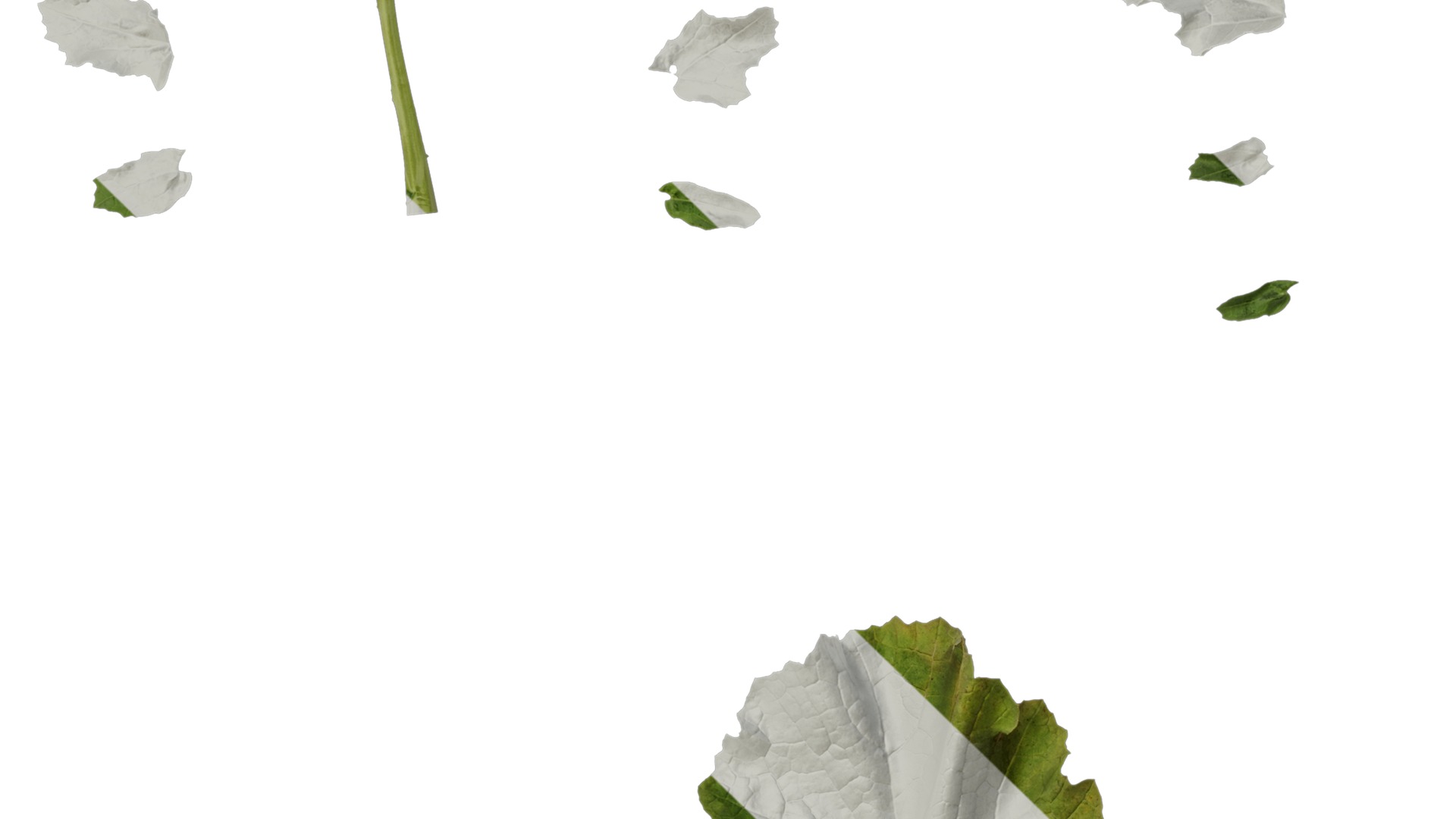 Anydrafts Brassica napus Atlas 05 Texture_3