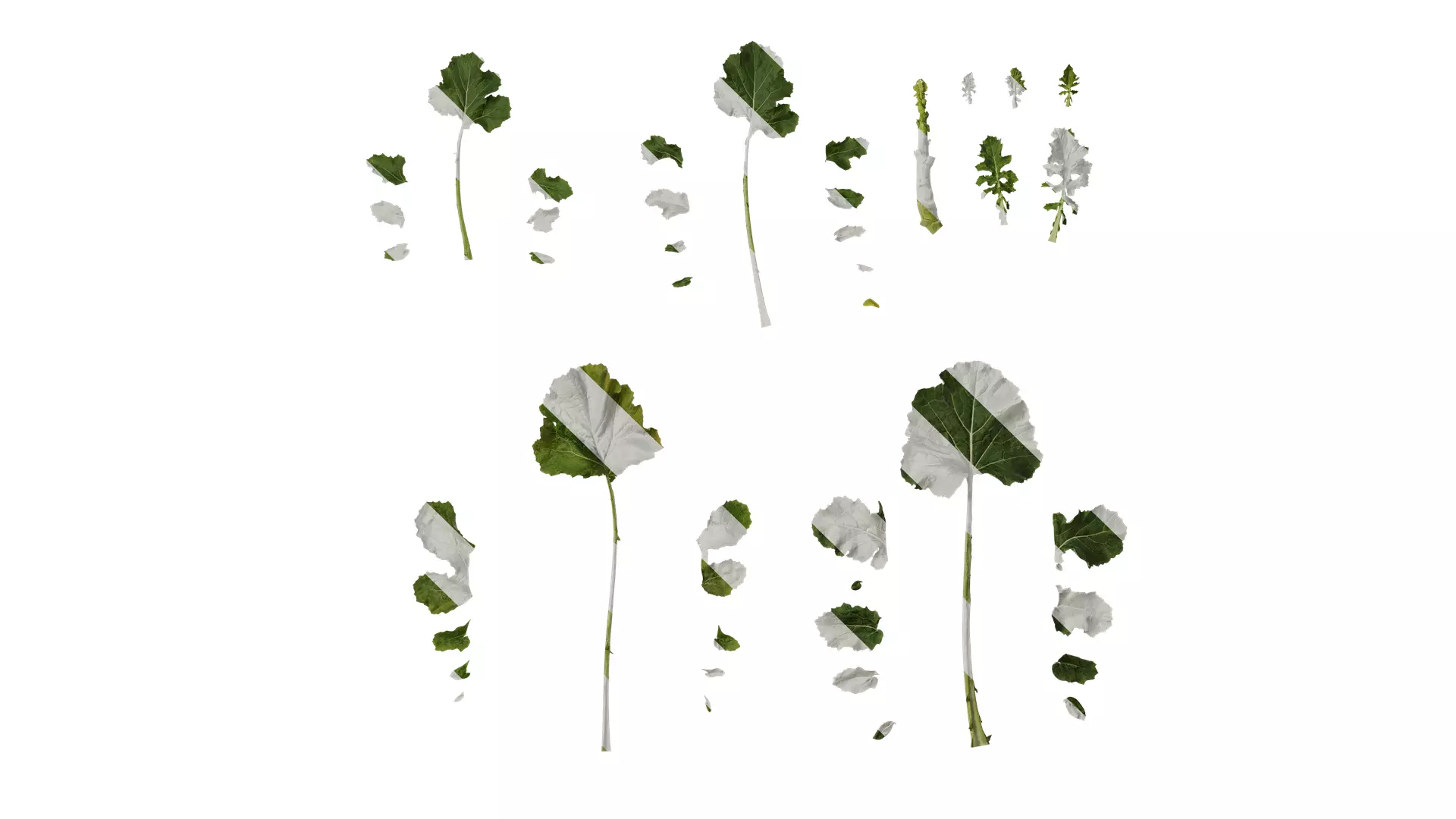 Anydrafts Brassica napus Atlas 05 Texture_0