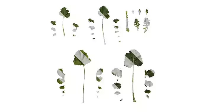 Anydrafts Brassica napus Atlas 05