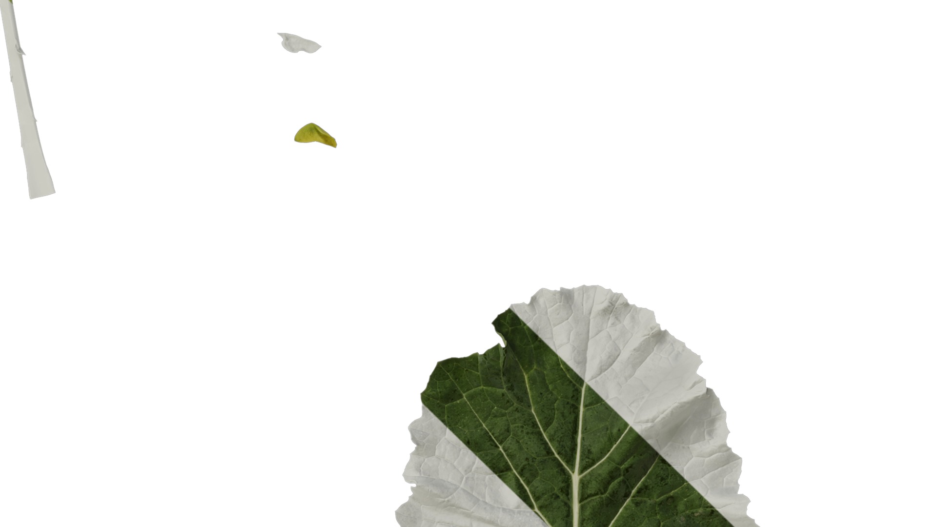 Anydrafts Brassica napus Atlas 05 Texture_4