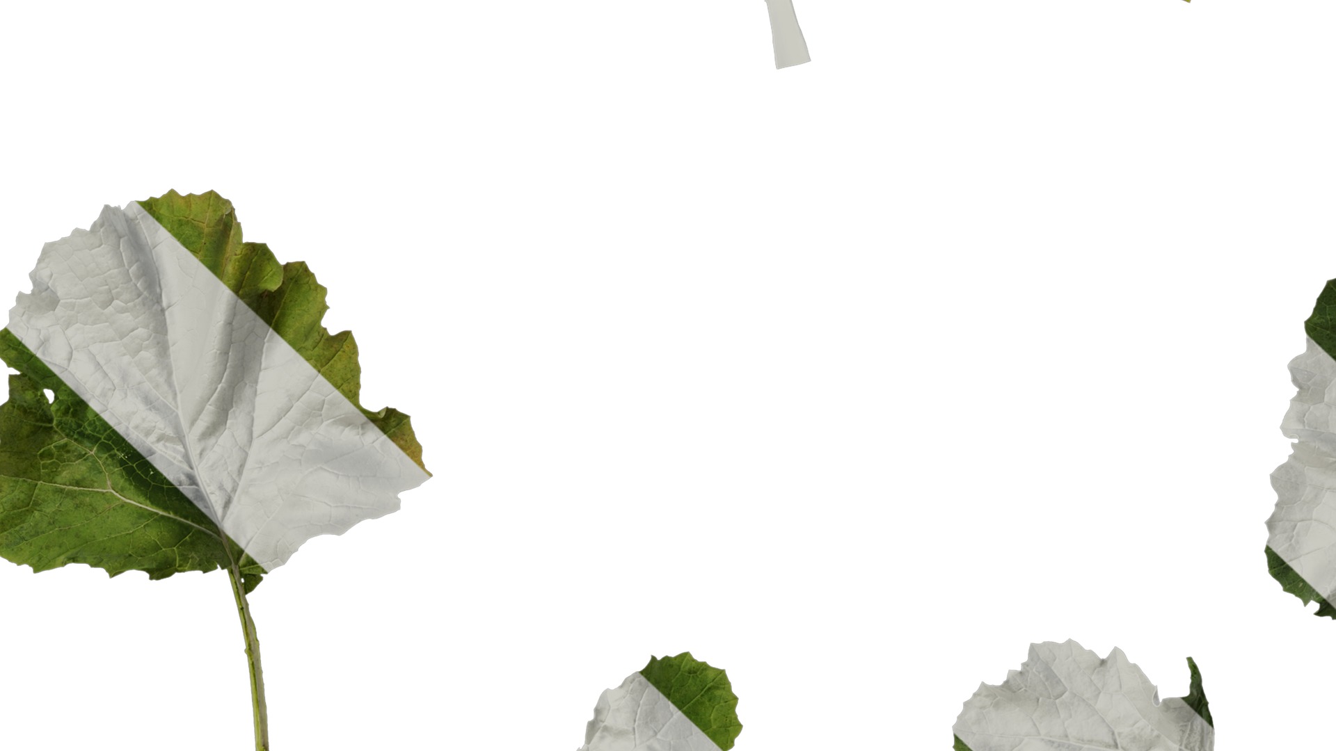 Anydrafts Brassica napus Atlas 05 Texture_7