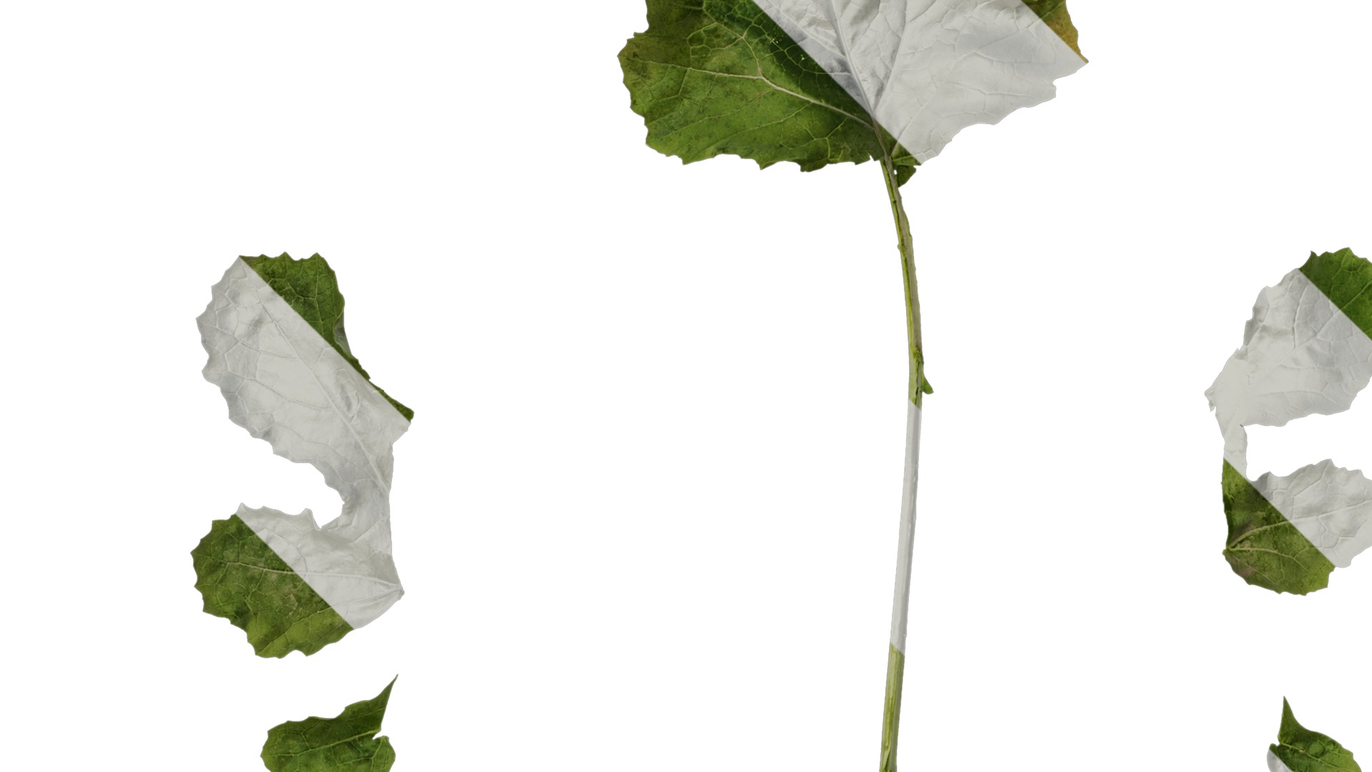 Anydrafts Brassica napus Atlas 05 Texture_5