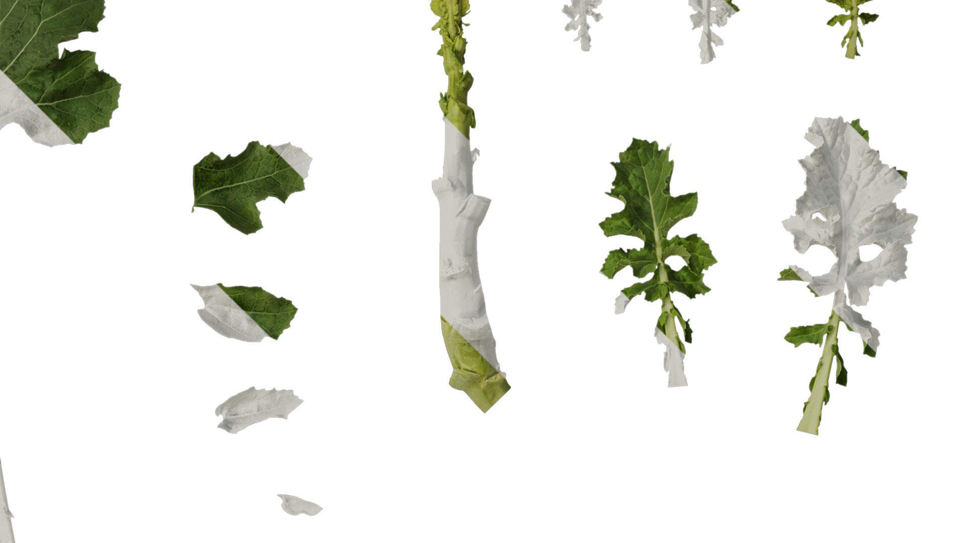 Anydrafts Brassica napus Atlas 05 Texture_2