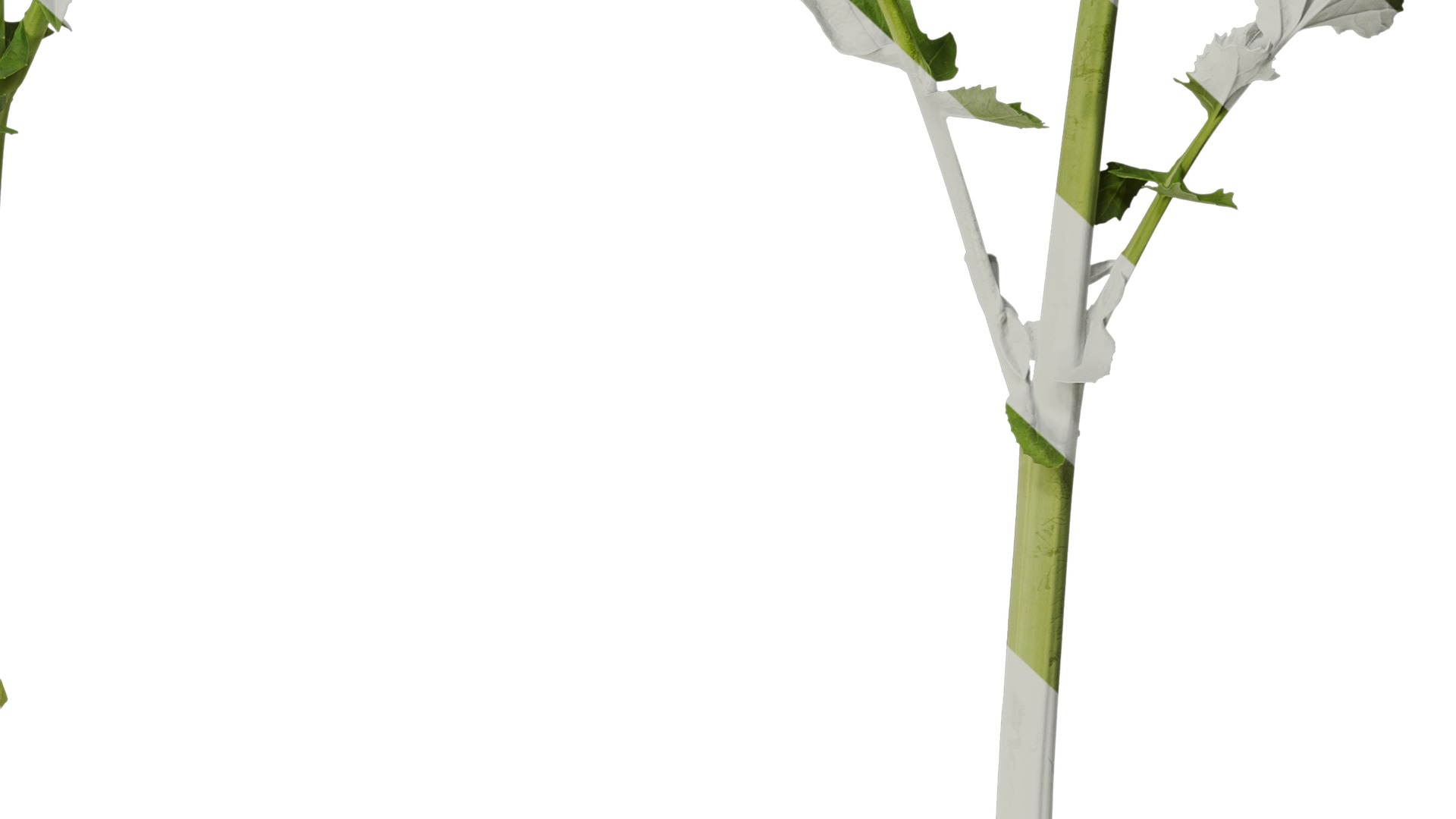 Anydrafts Brassica napus Atlas 07 Texture_6