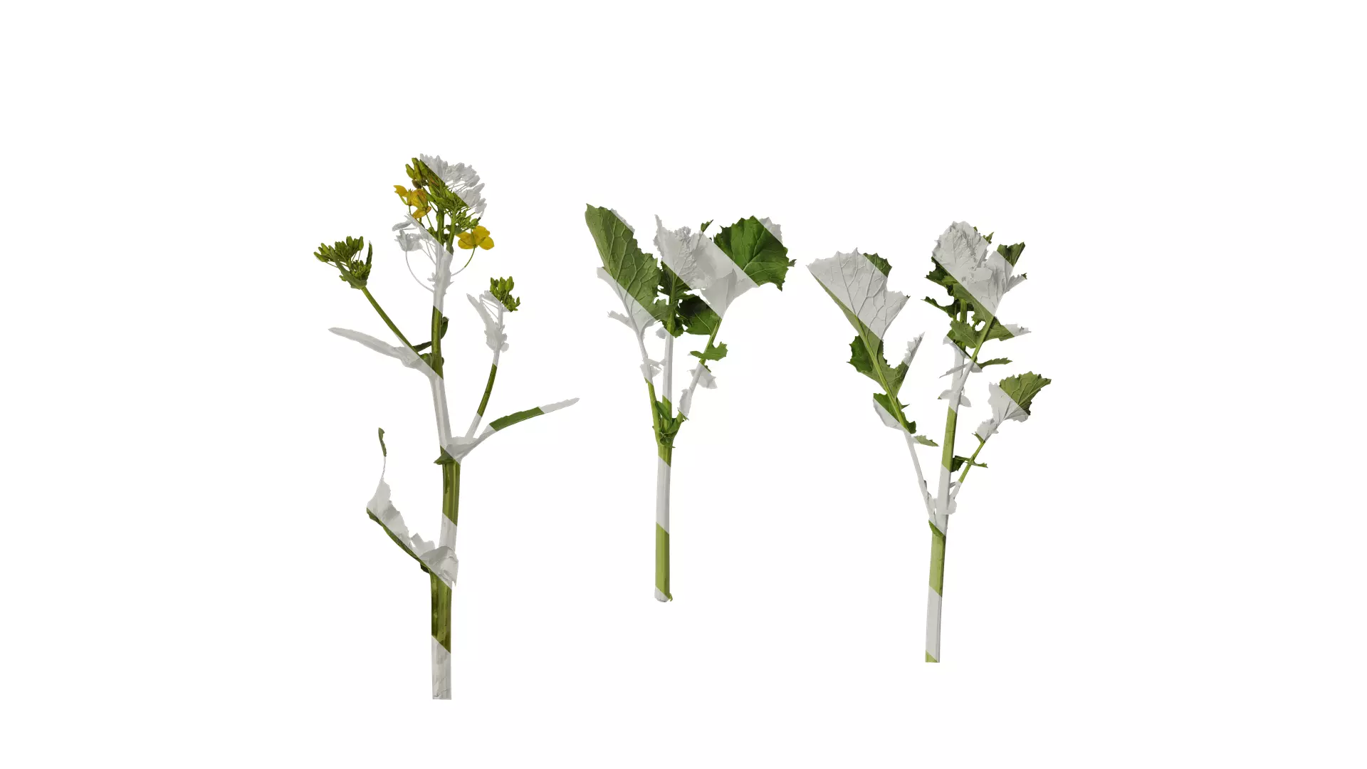 Anydrafts Brassica napus Atlas 07 Texture_0