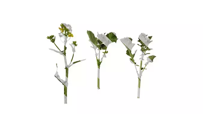 Anydrafts Brassica napus Atlas 07