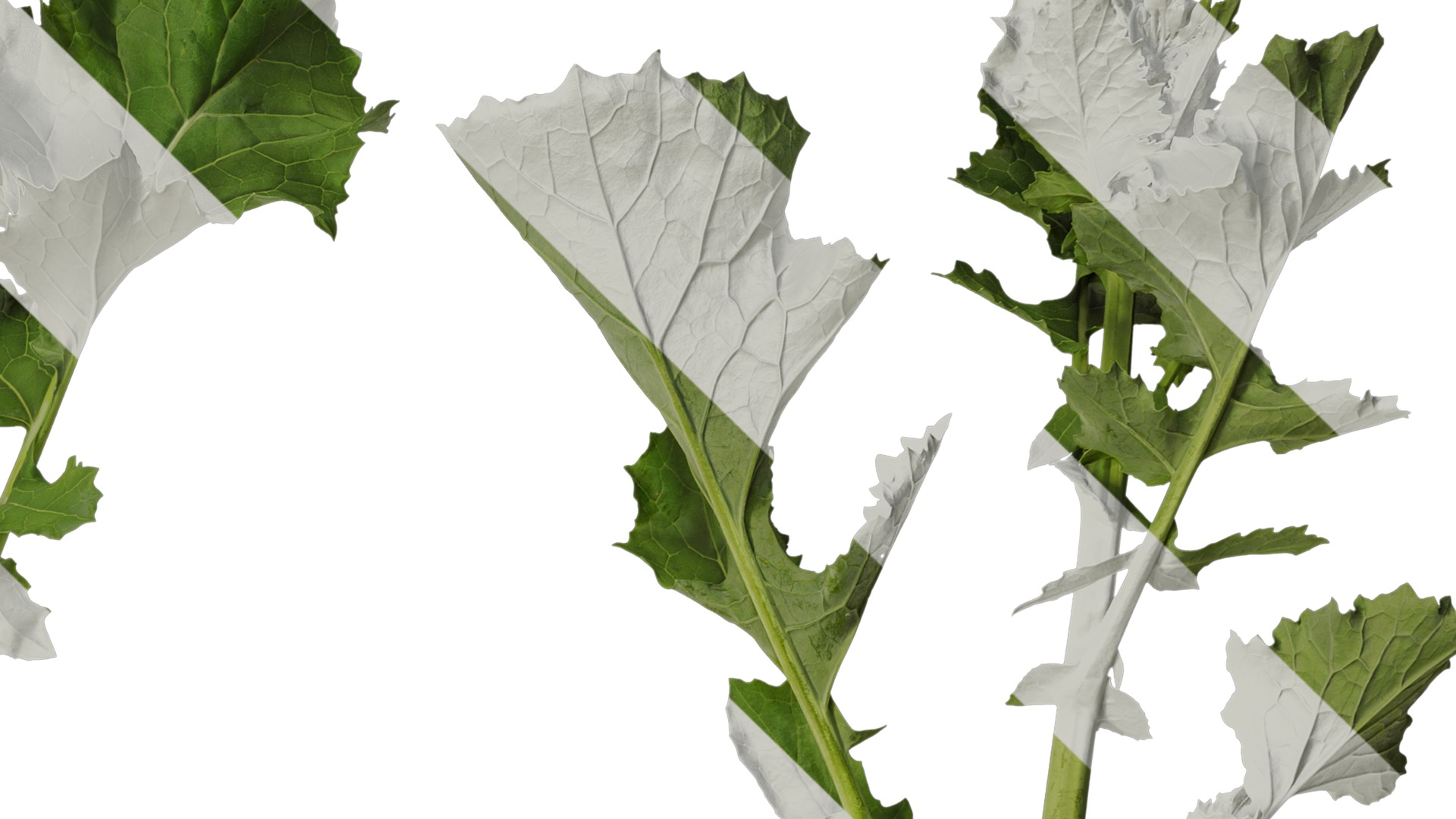 Anydrafts Brassica napus Atlas 07 Texture_4