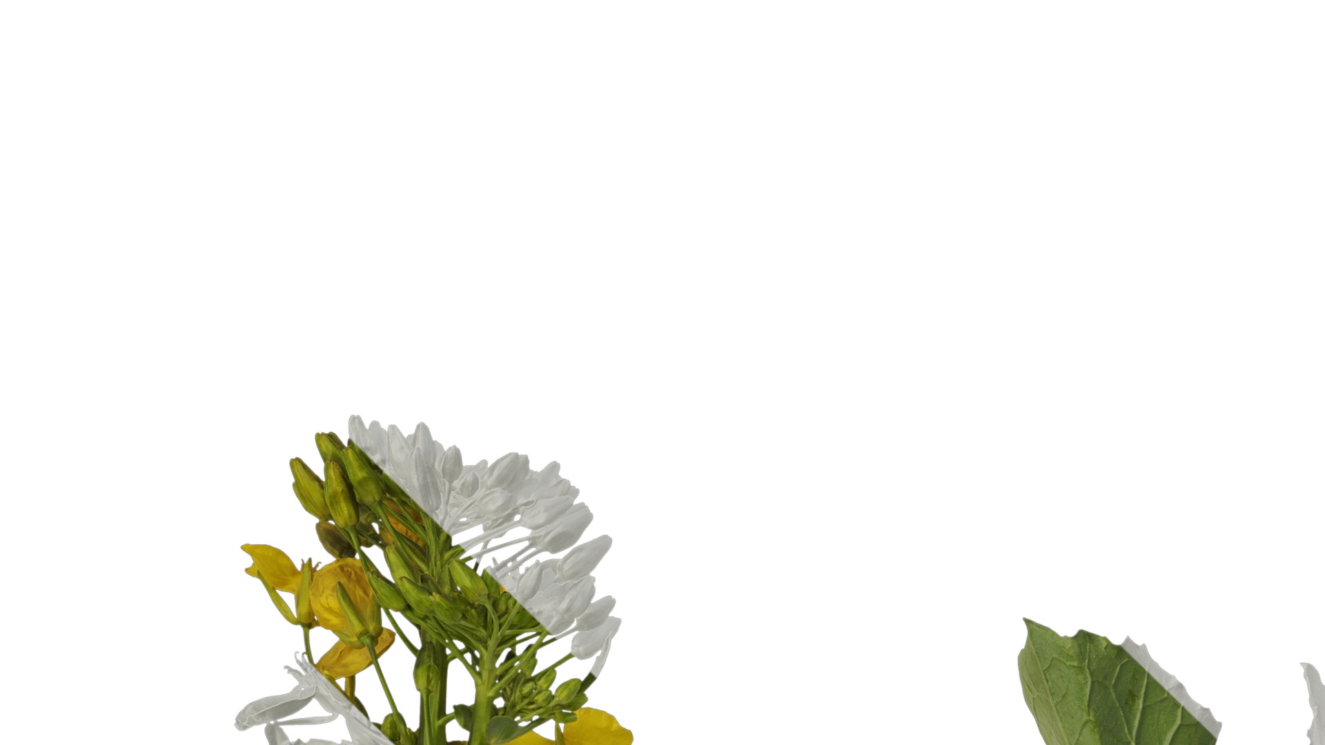 Anydrafts Brassica napus Atlas 07 Texture_1