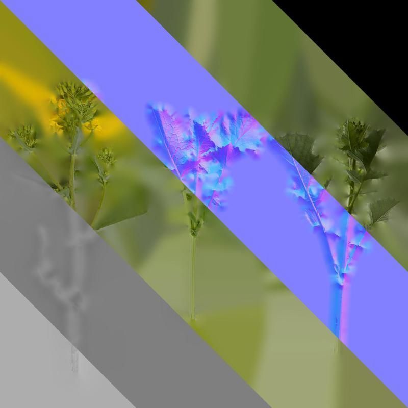 Anydrafts Brassica napus Atlas 07 Texture_8