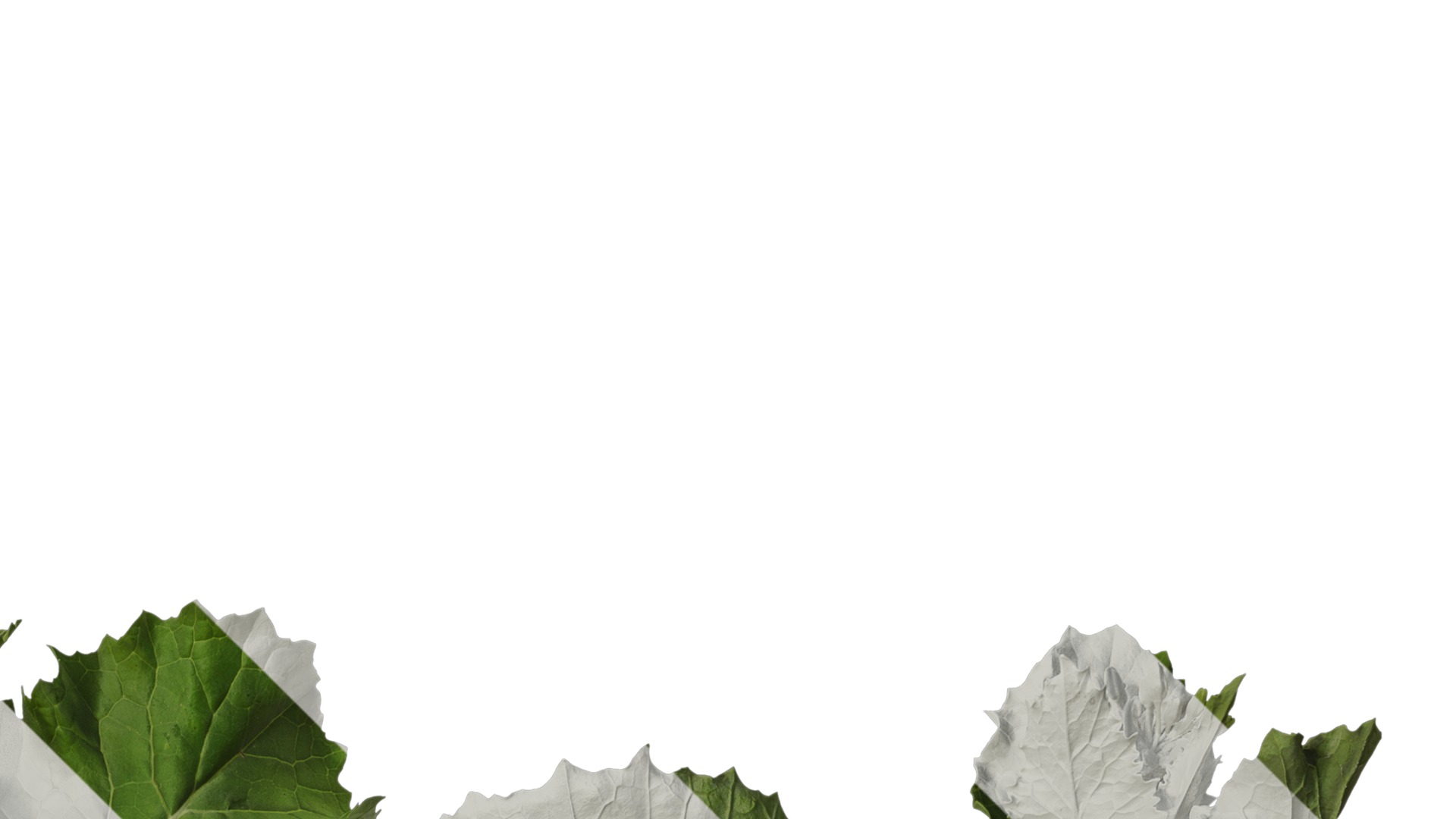 Anydrafts Brassica napus Atlas 07 Texture_2