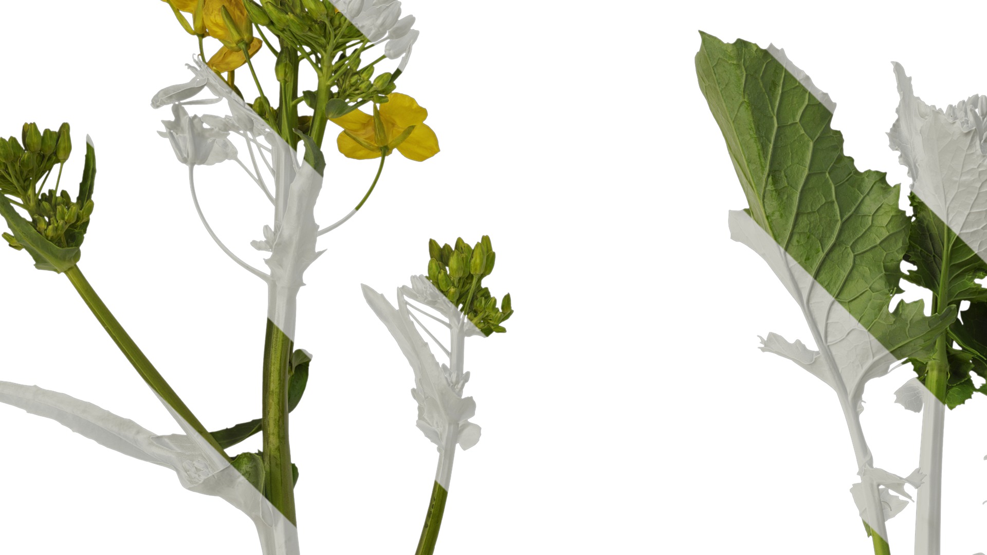 Anydrafts Brassica napus Atlas 07 Texture_3