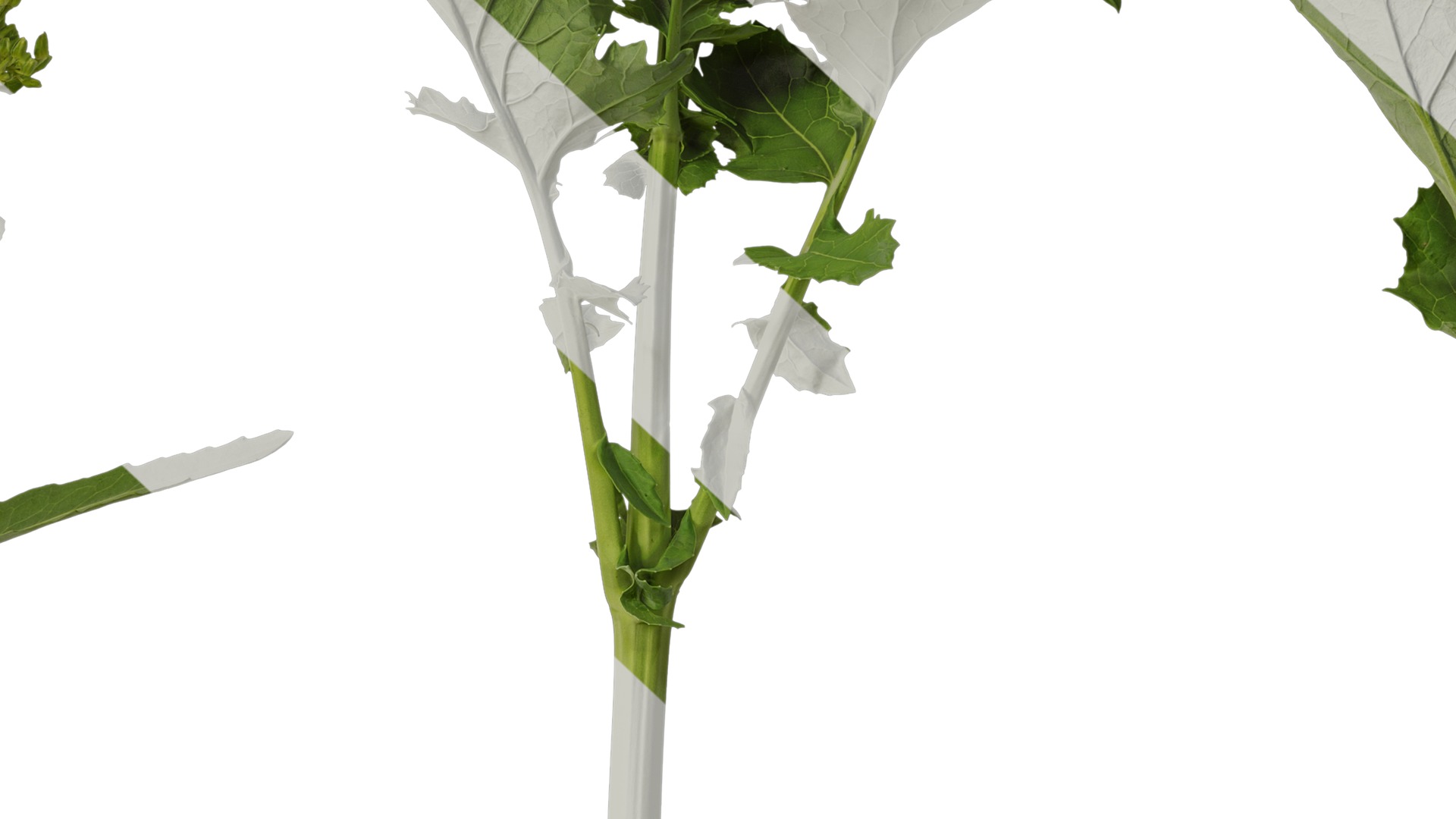 Anydrafts Brassica napus Atlas 07 Texture_7