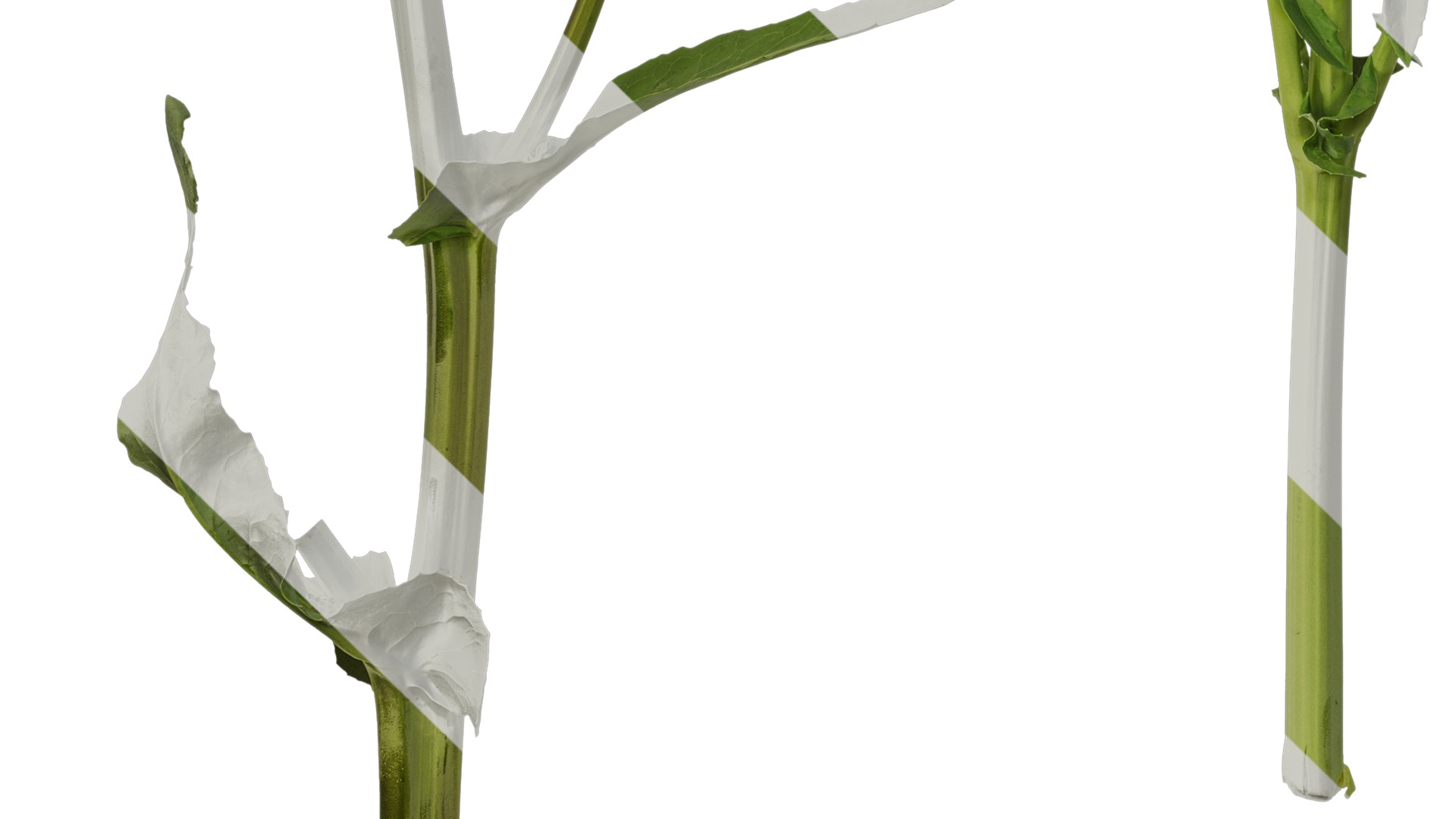 Anydrafts Brassica napus Atlas 07 Texture_5