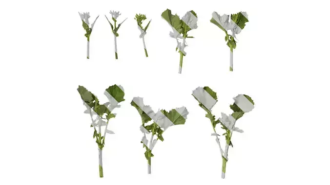 Anydrafts Brassica napus Atlas 08