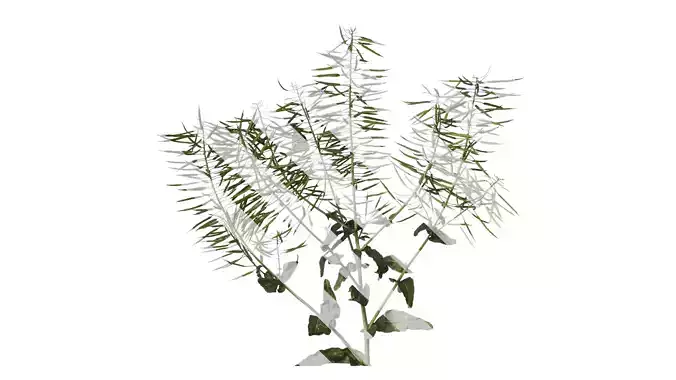 Anydrafts Brassica napus Atlas 09