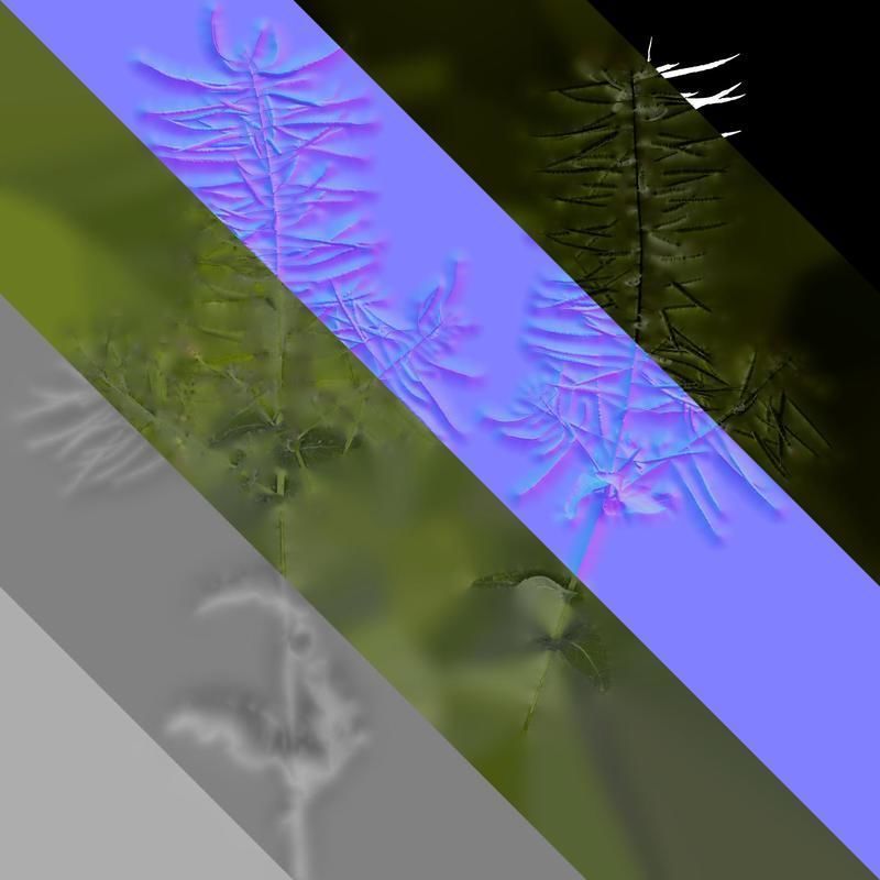 Anydrafts Brassica napus Atlas 10 Texture_8