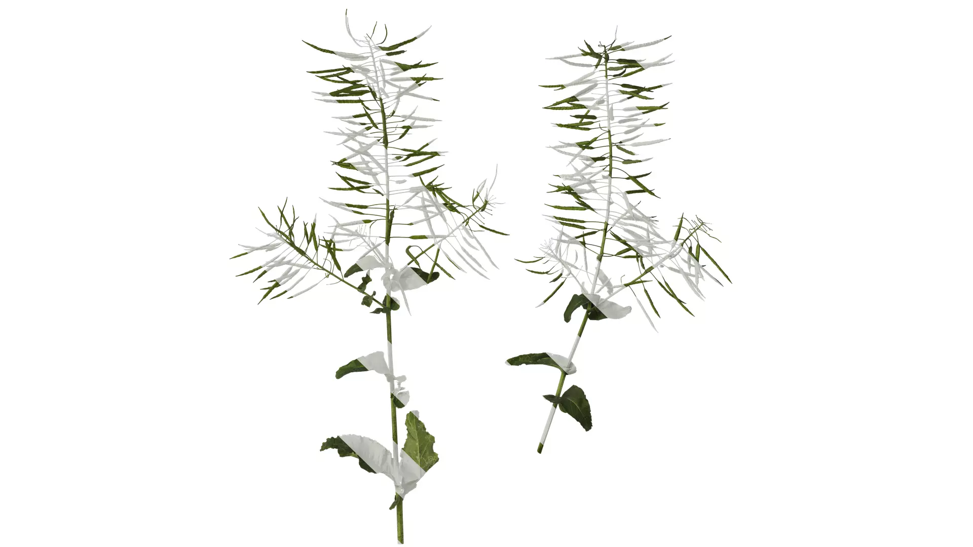 Anydrafts Brassica napus Atlas 10 Texture_0