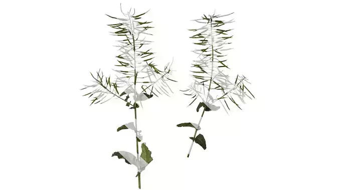 Anydrafts Brassica napus Atlas 10