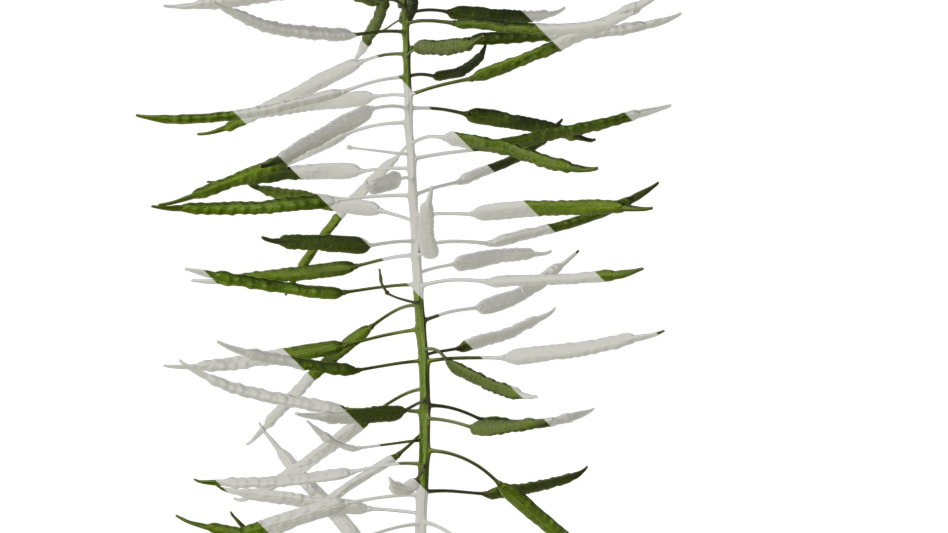 Anydrafts Brassica napus Atlas 10 Texture_2