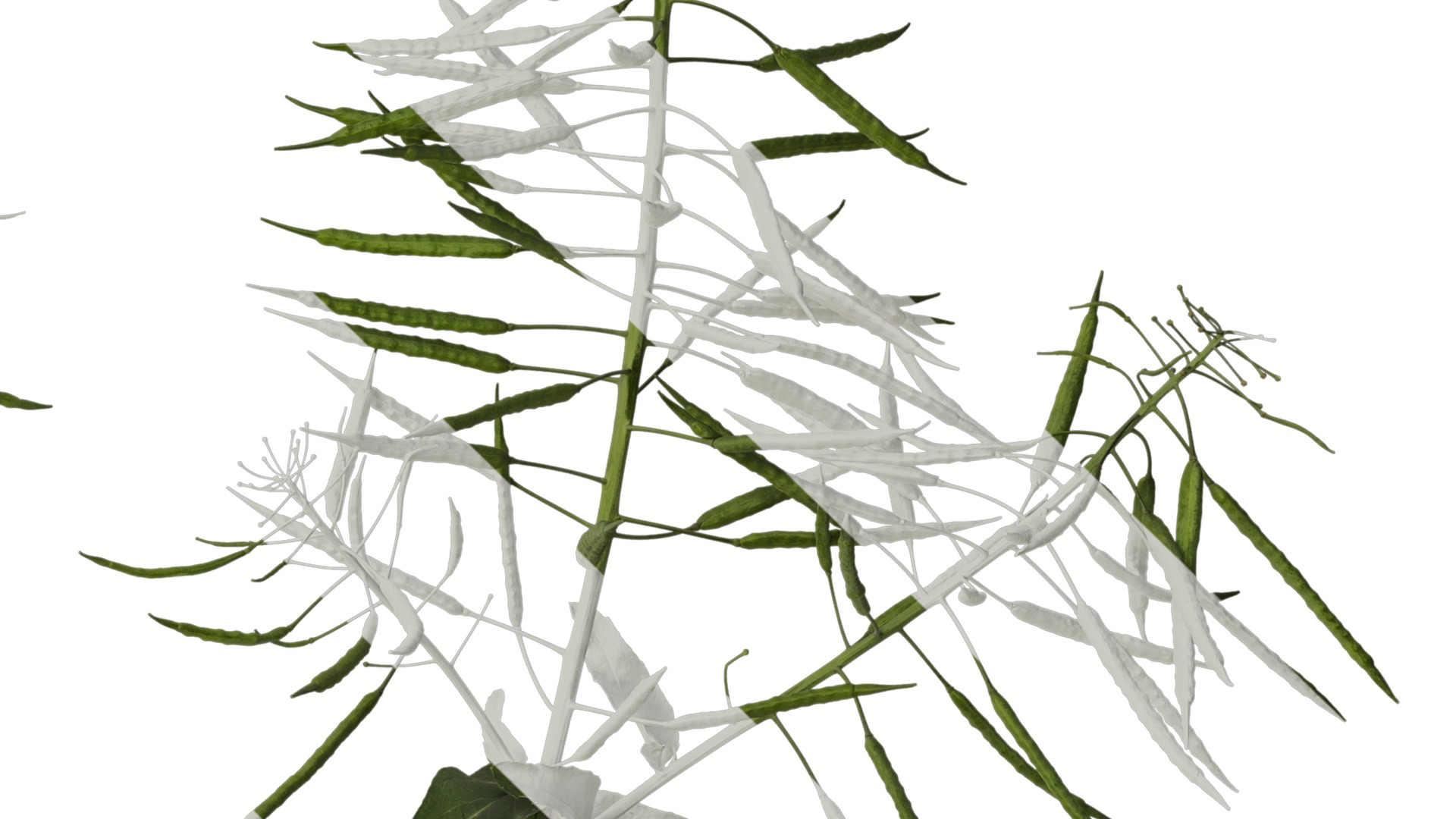 Anydrafts Brassica napus Atlas 10 Texture_4